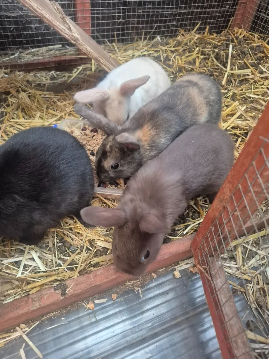 Bunny Rabbits - Image 4