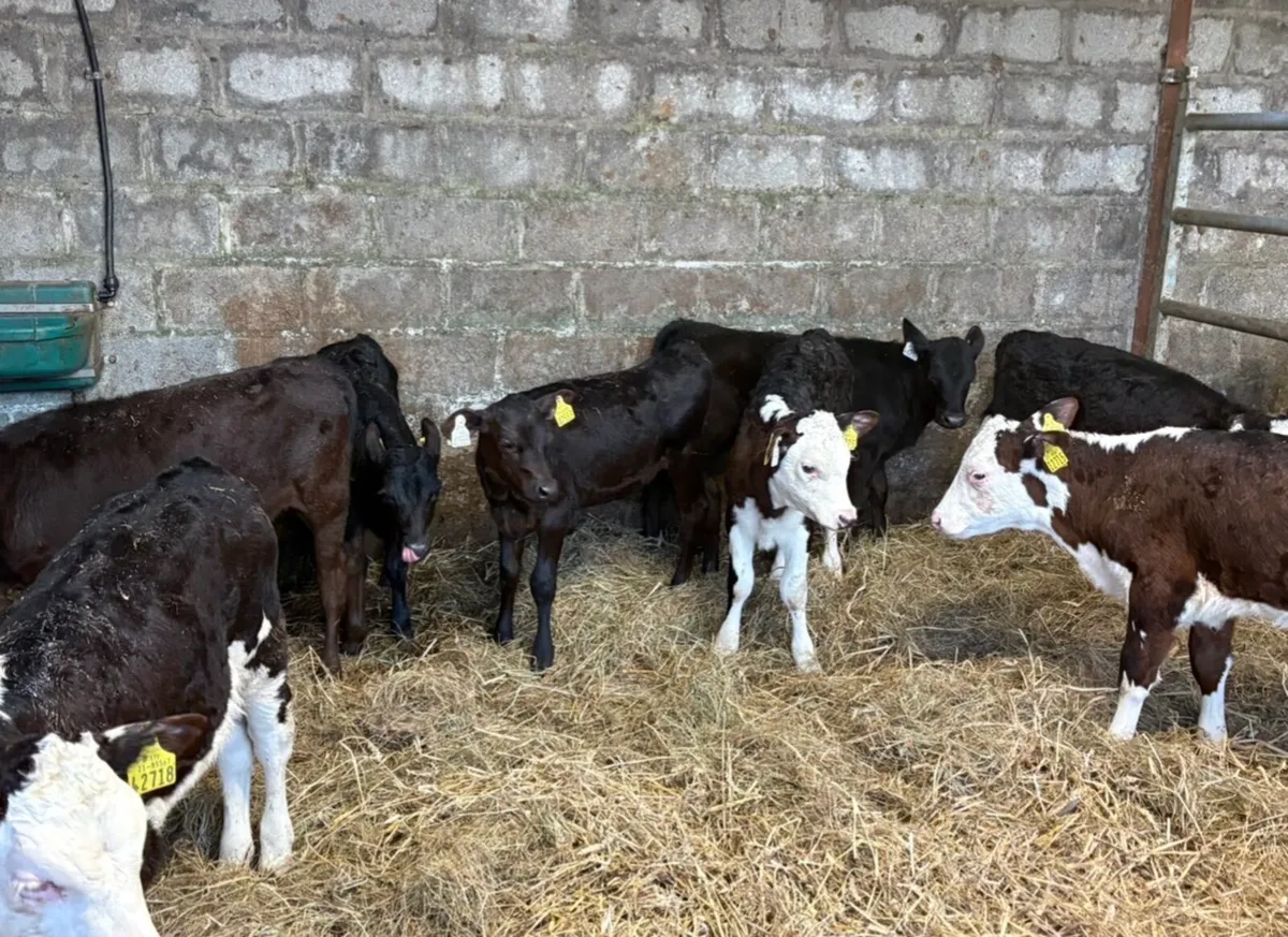 Reared heifer calves - Image 1