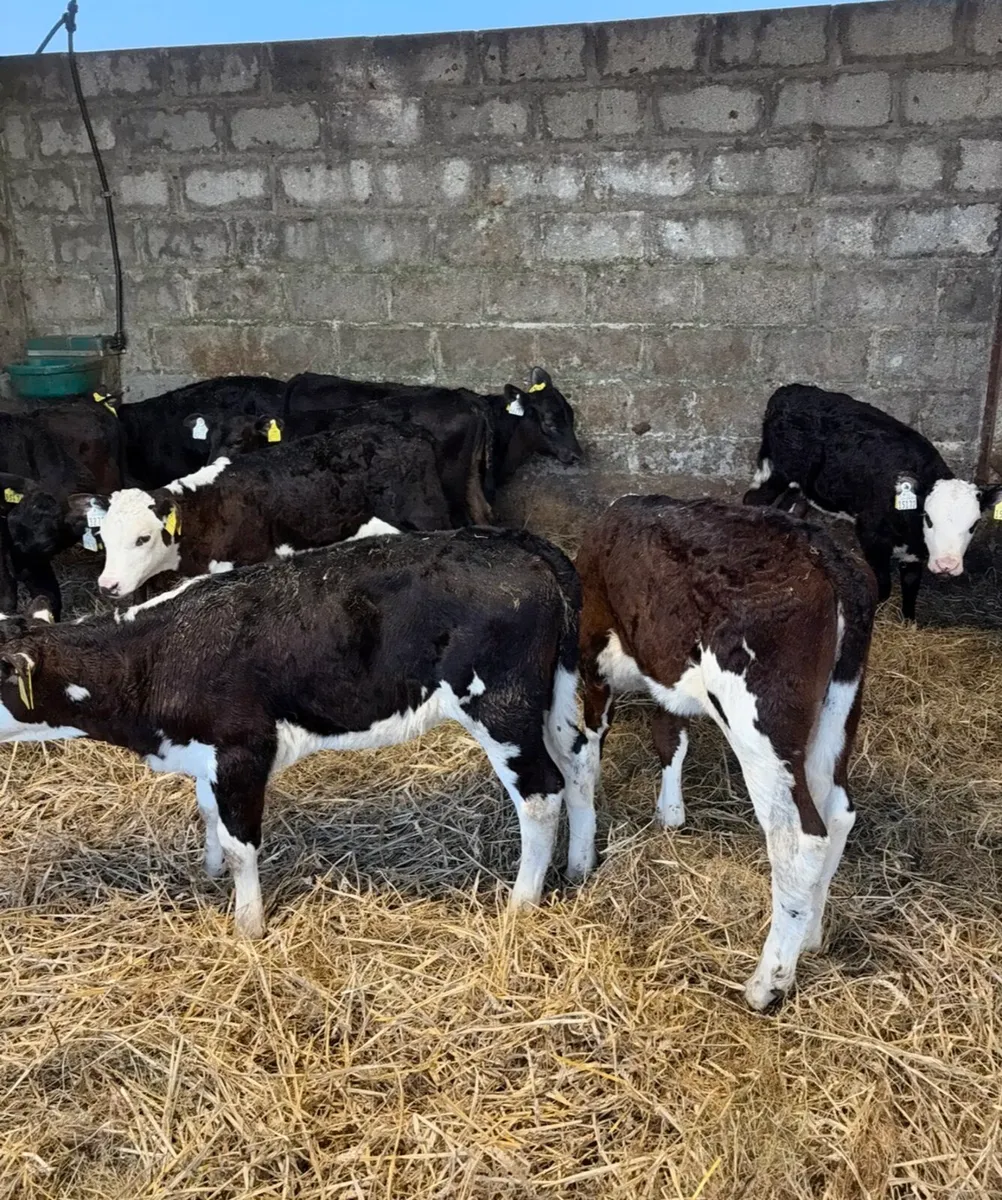 Reared heifer calves - Image 2