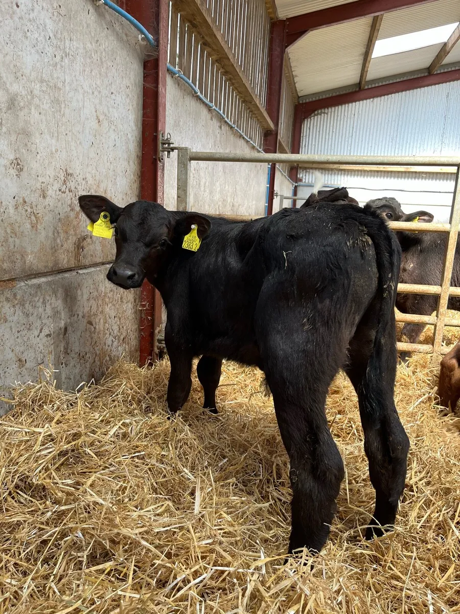 Selection of Bull Calves - Image 2