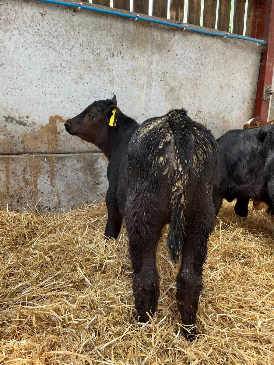 Selection of Bull Calves - Image 3