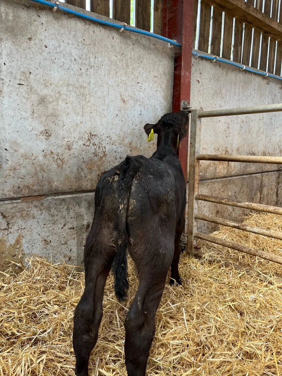 Selection of Bull Calves - Image 4