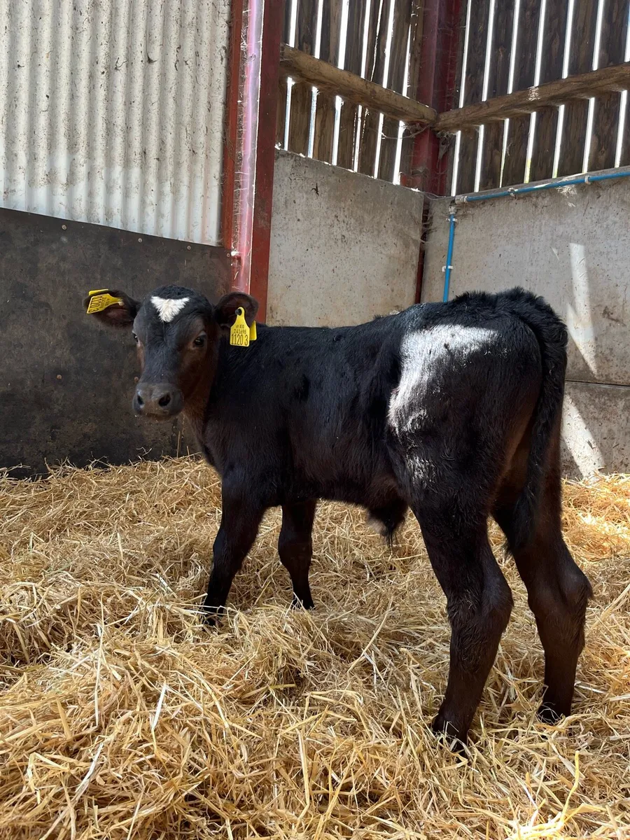 Selection of Bull Calves - Image 1