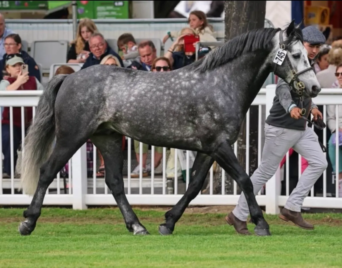 Class 1 Connemara Stallion   Carrowmore Magic Mist - Image 4