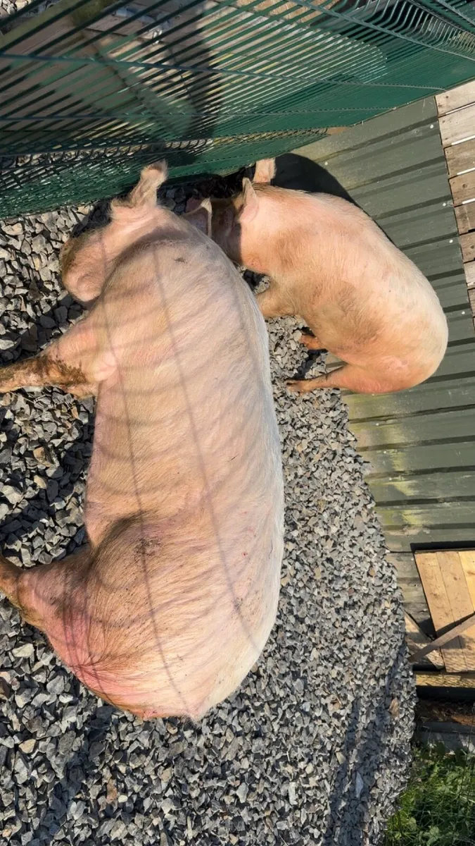 Pig - Image 1