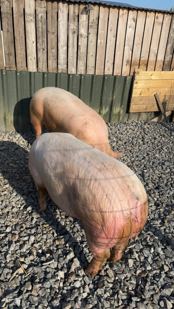 Pig - Image 2