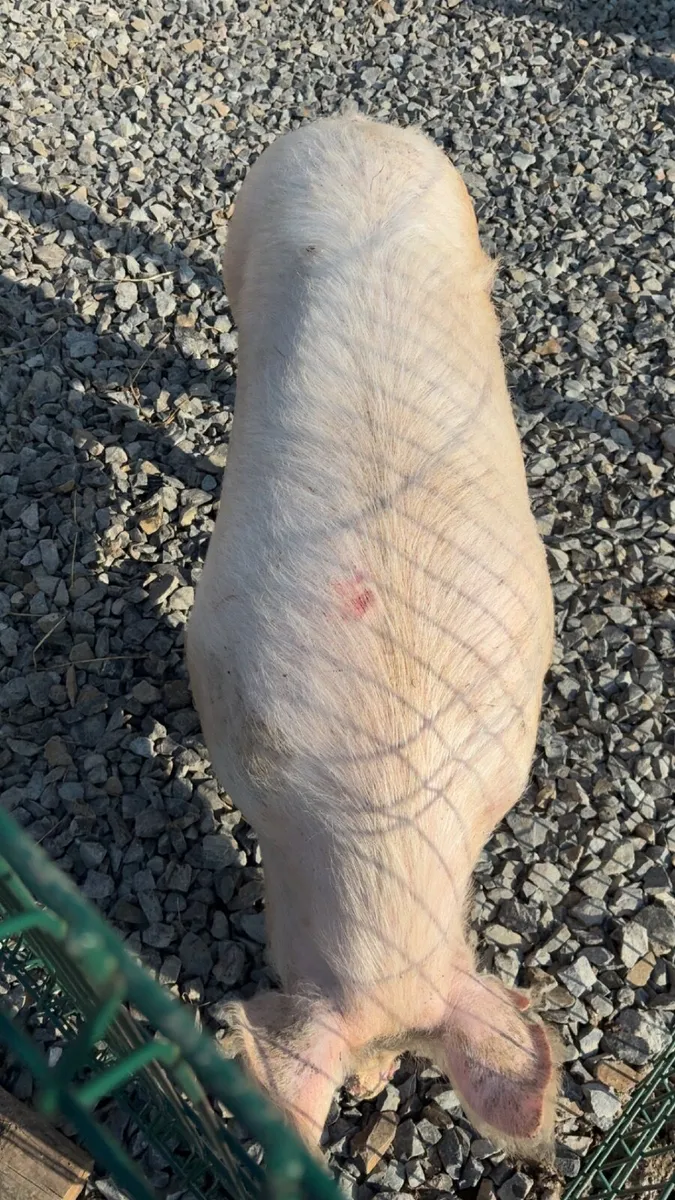 Pig - Image 3