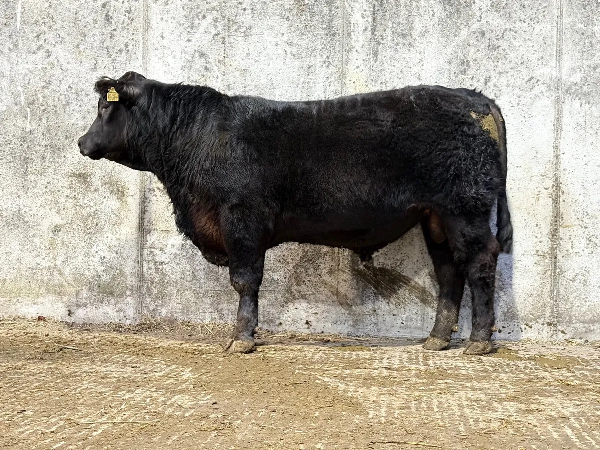 Angus Bull - Image 3