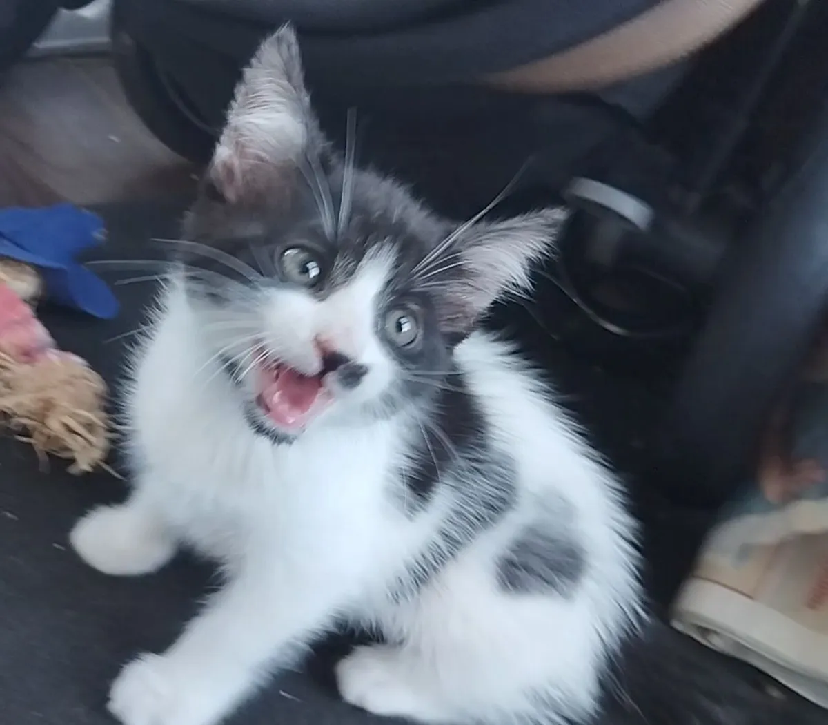 Kittens - Image 3