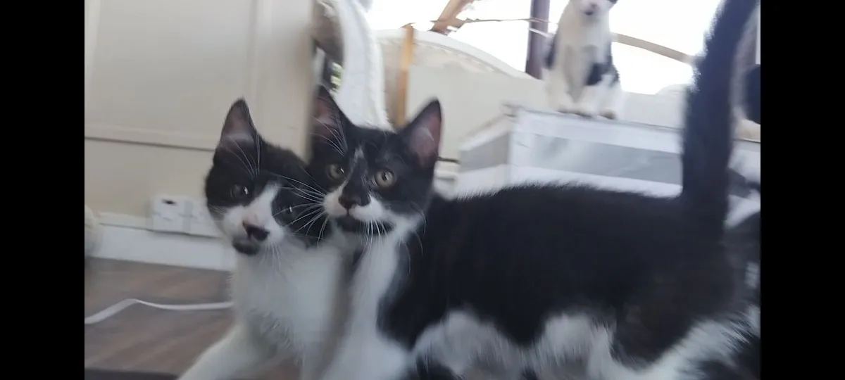 Kittens - Image 4