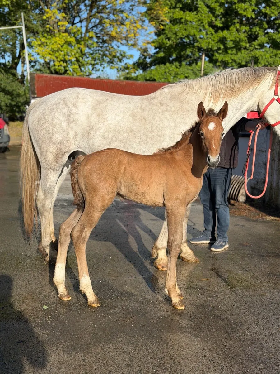 Foals for sale at weaning purebred RID/ cob cross - Image 1