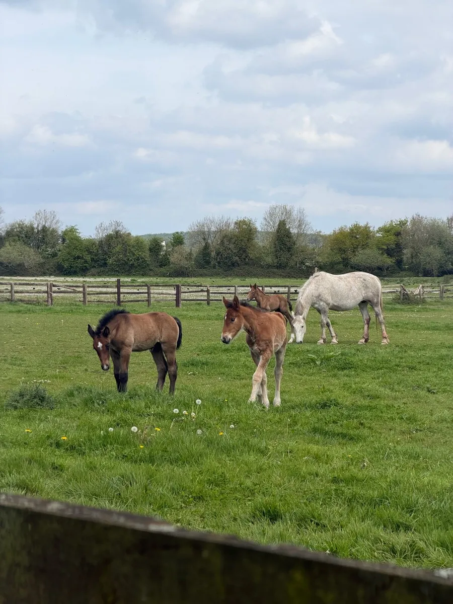 Foals for sale at weaning purebred RID/ cob cross - Image 2