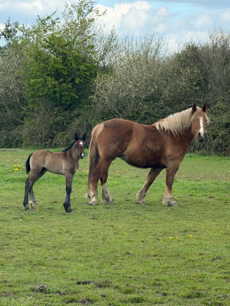 Foals for sale at weaning purebred RID/ cob cross - Image 3