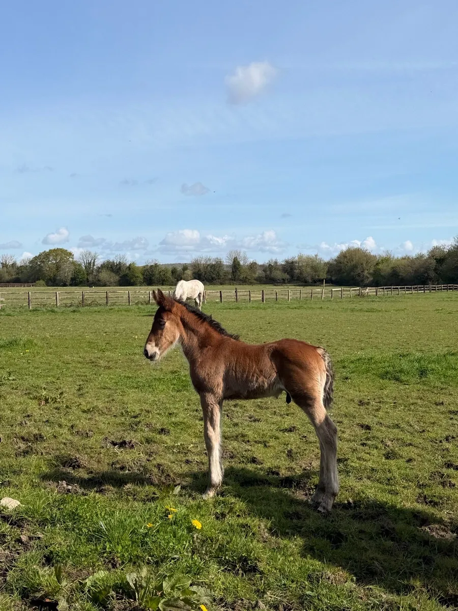 Foals for sale at weaning purebred RID/ cob cross - Image 4