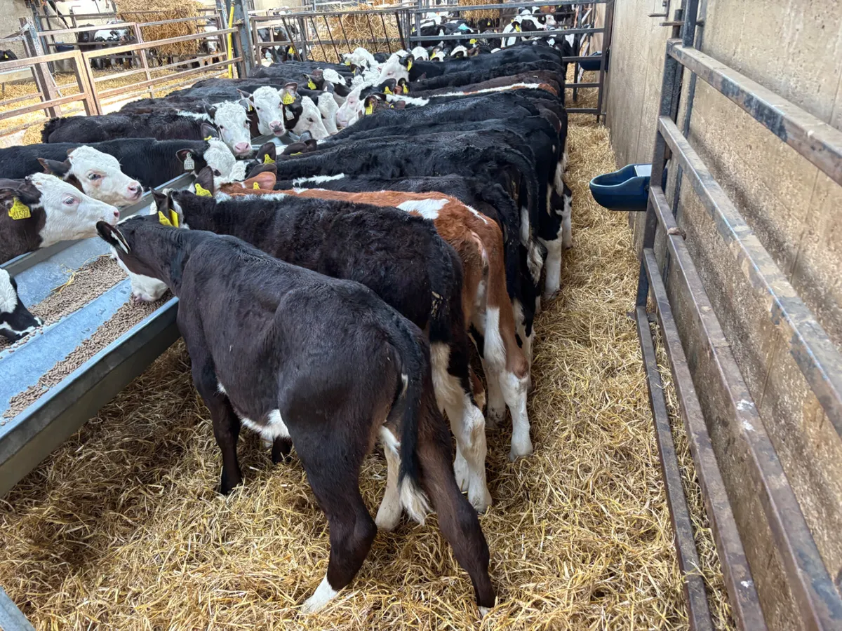 35 Hereford heifer calves - Image 3