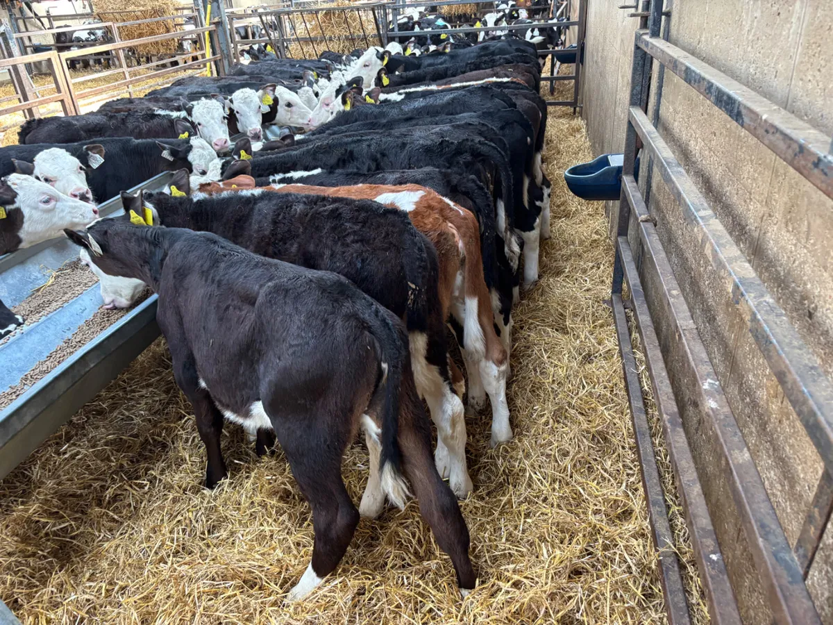 35 Hereford heifer calves - Image 2