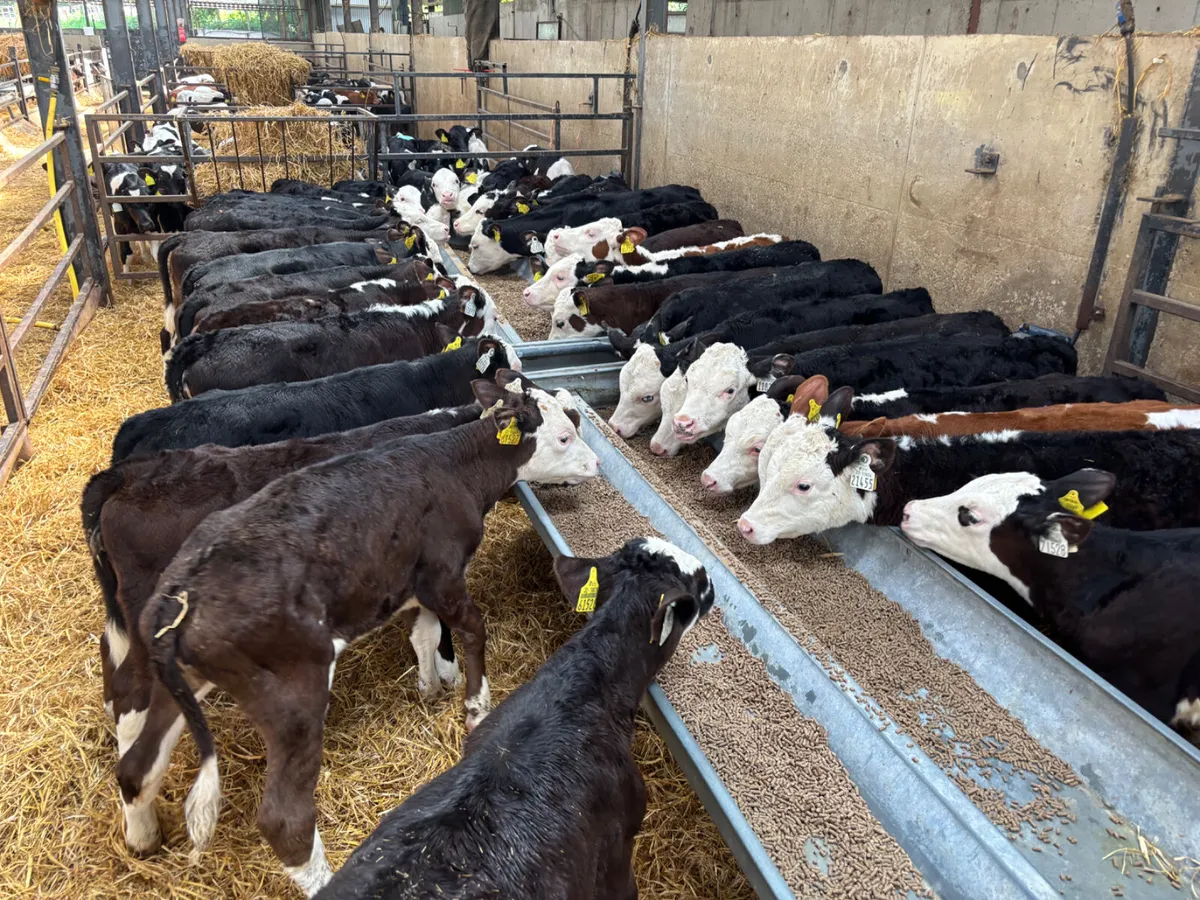 35 Hereford heifer calves - Image 4
