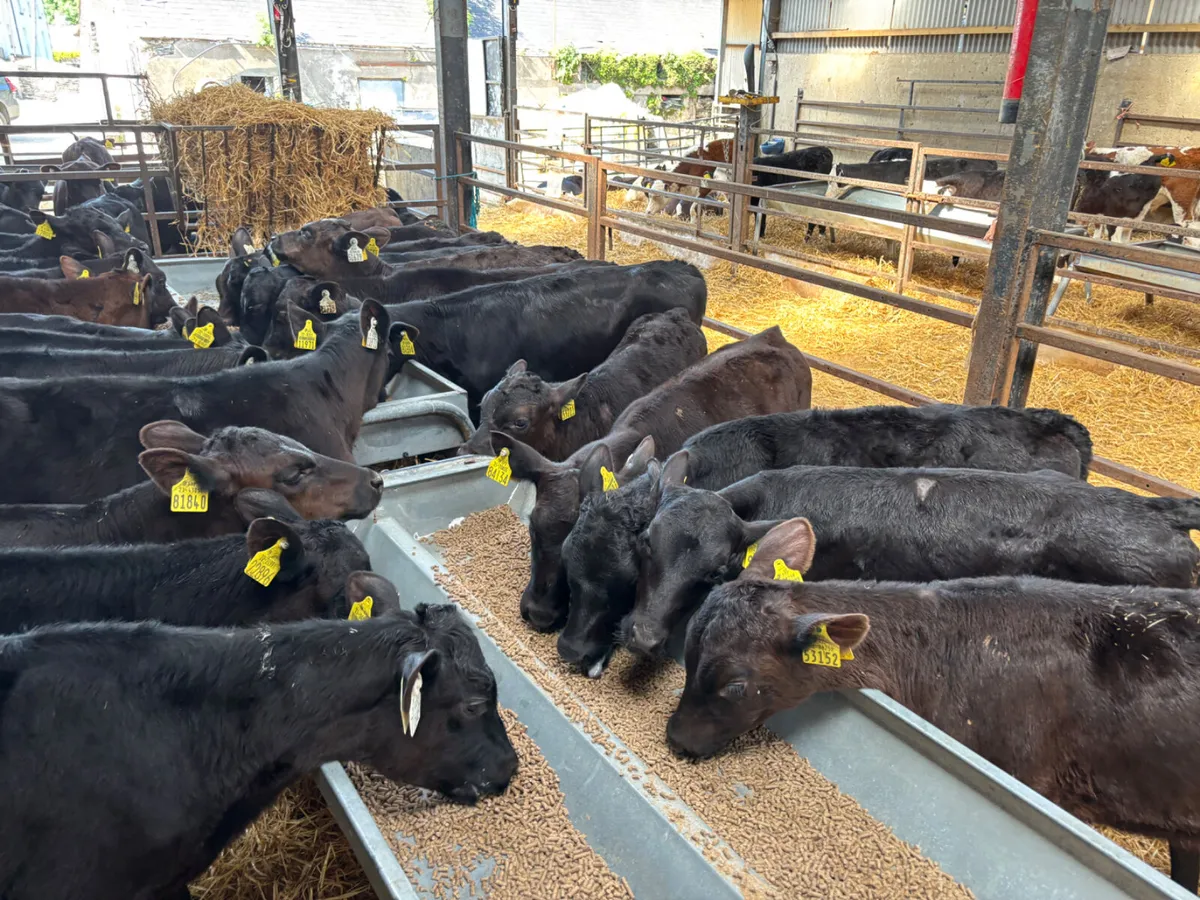 25 Angus heifer calves - Image 4