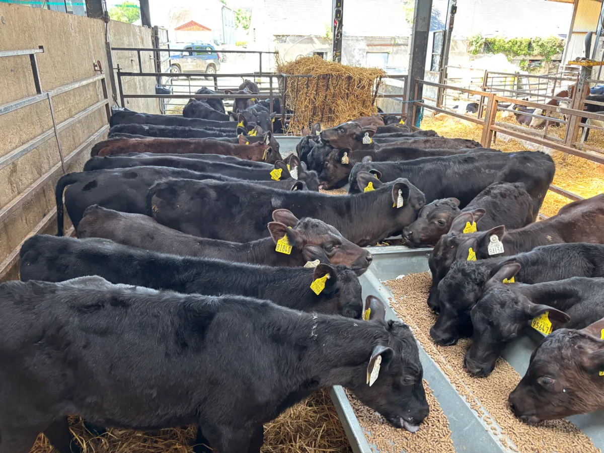 25 Angus heifer calves - Image 3