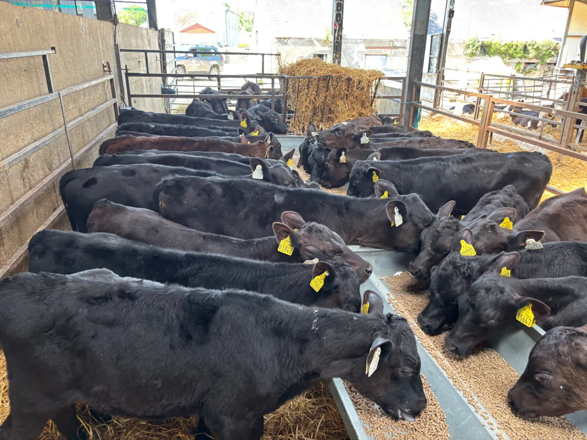 25 Angus heifer calves - Image 2