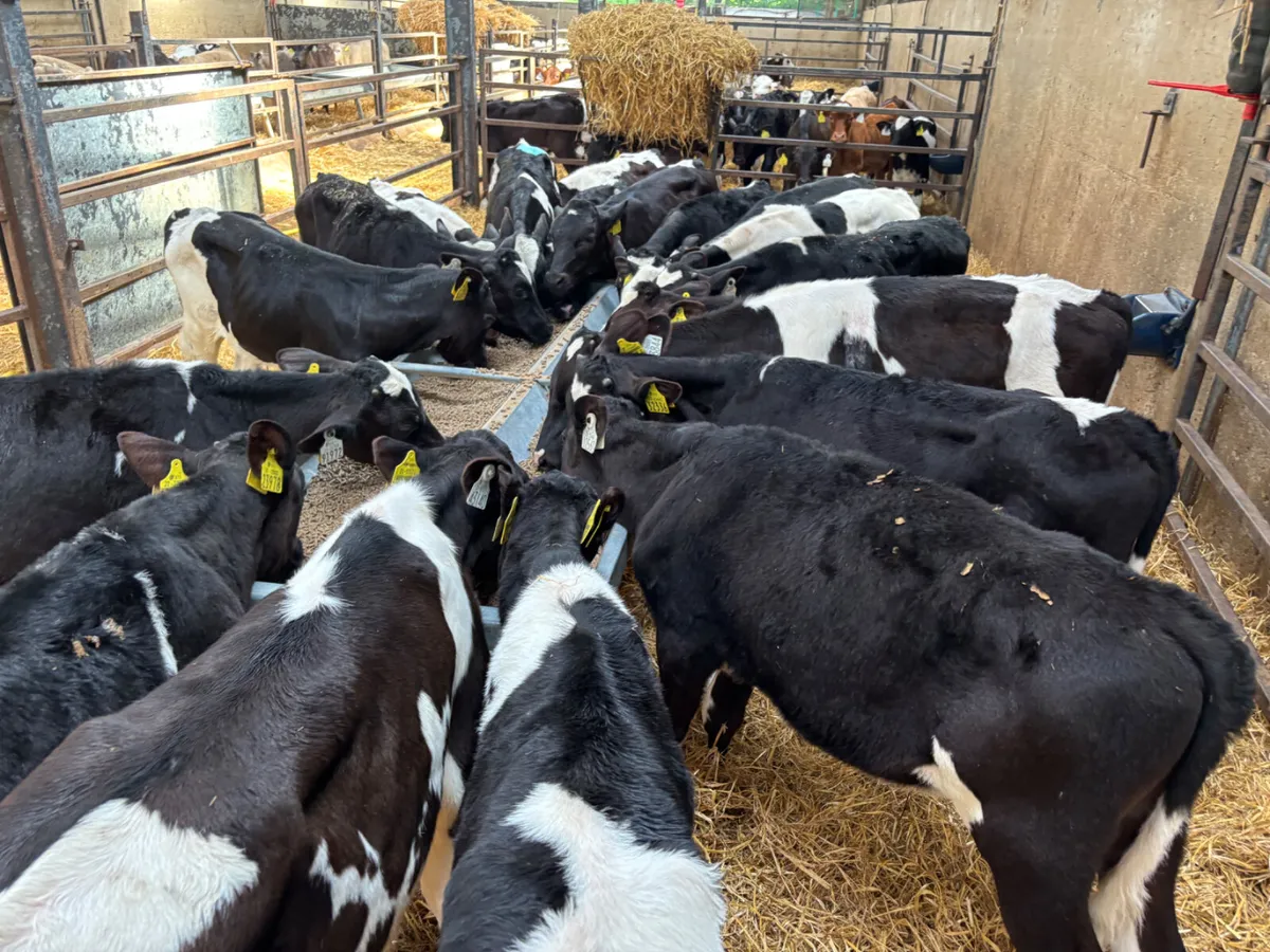 20 Fresian bulls - Image 4