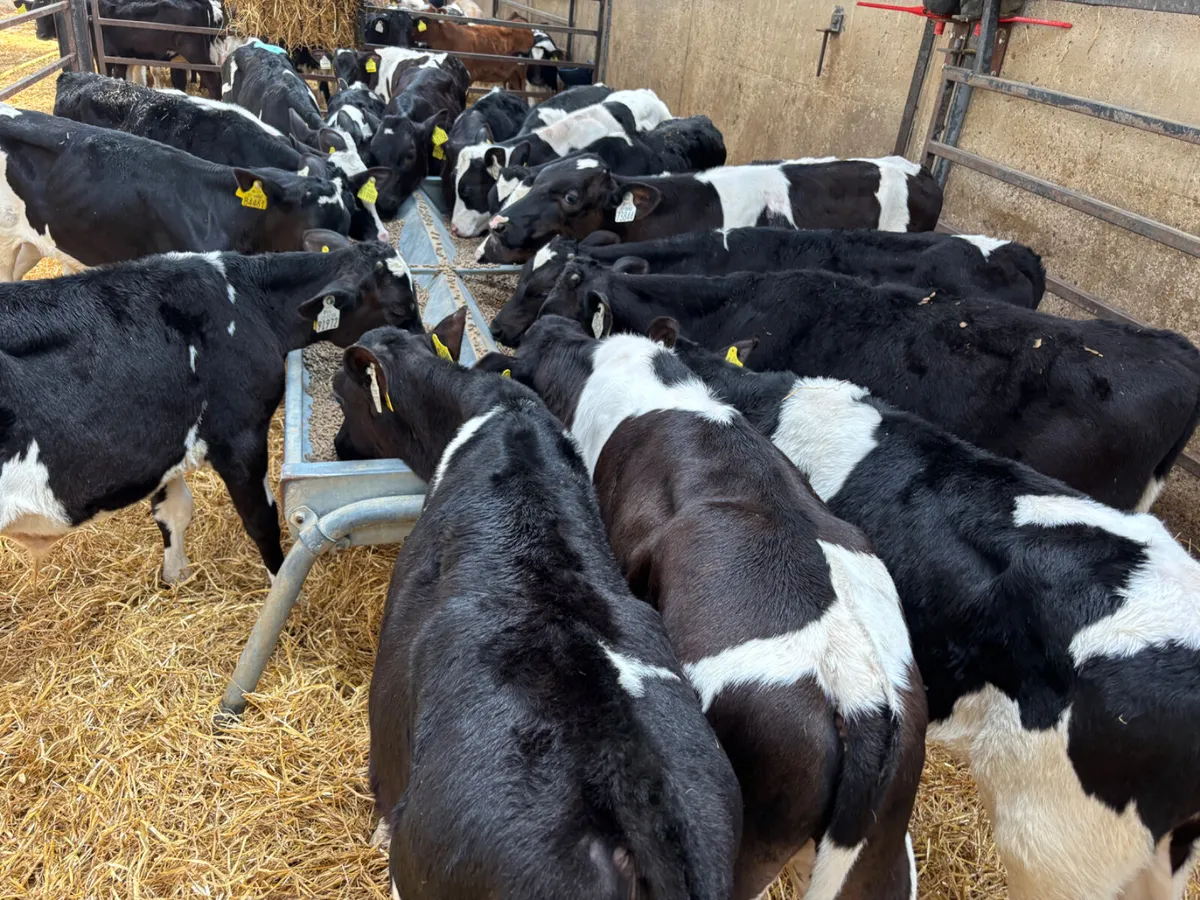 20 Fresian bulls - Image 2