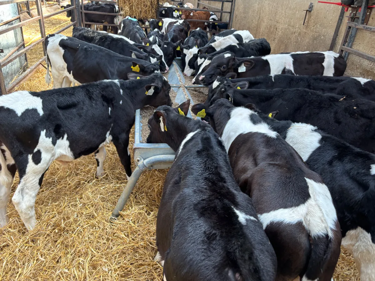 20 Fresian bulls - Image 3