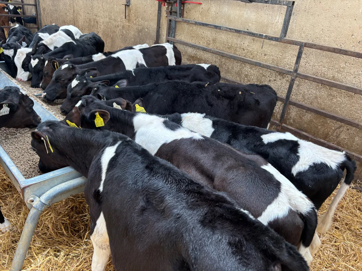 20 Fresian bulls - Image 1