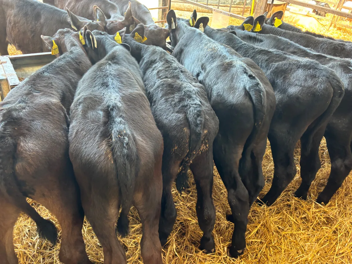 12 Angus bull calves - Image 4