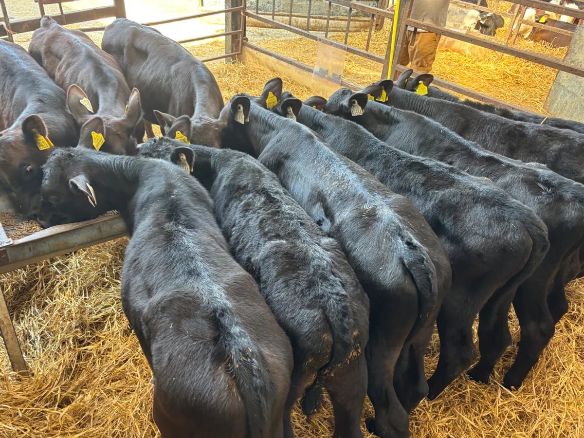 12 Angus bull calves - Image 2
