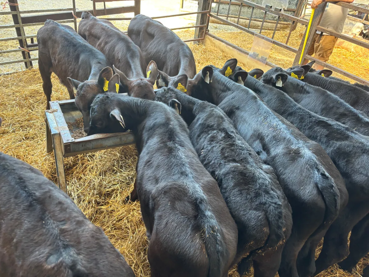 12 Angus bull calves - Image 3