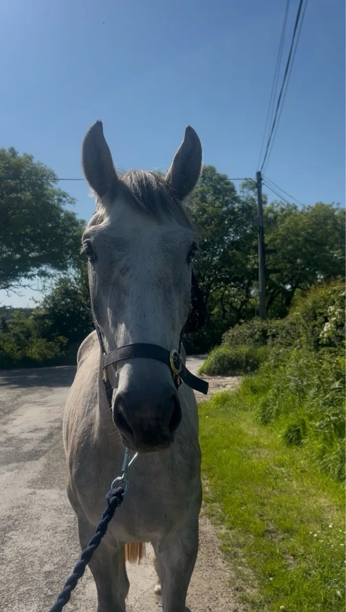 16hh stunning gelding - Image 2