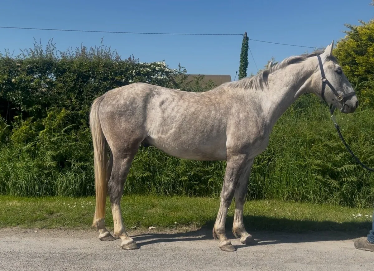 16hh stunning gelding - Image 3