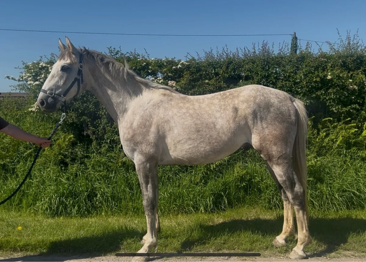 16hh stunning gelding - Image 1