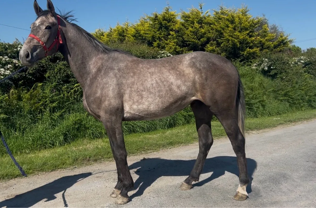 16hh filly full breeding recorded - Image 1