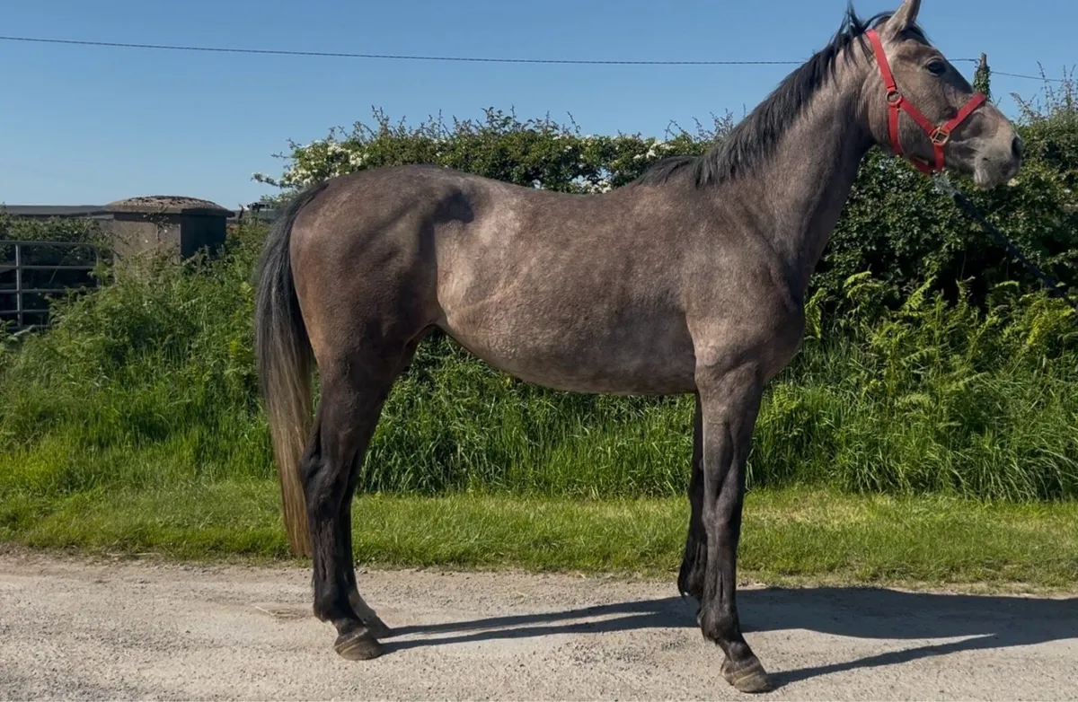 16hh filly full breeding recorded - Image 2