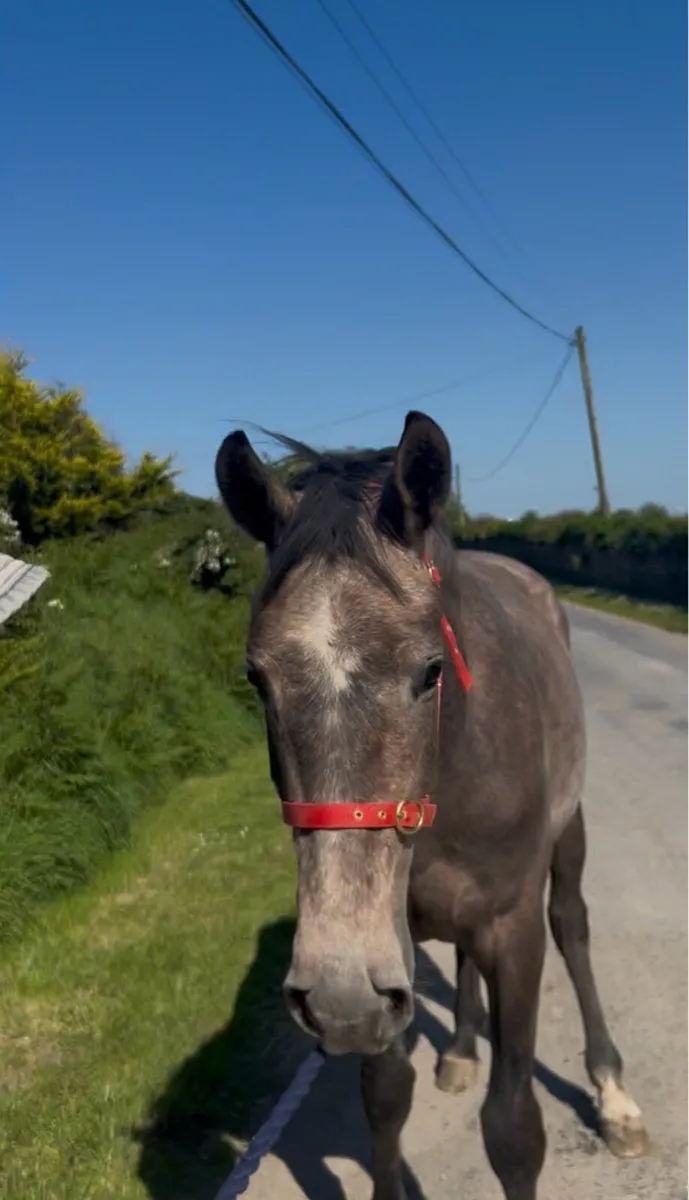 16hh filly full breeding recorded - Image 3