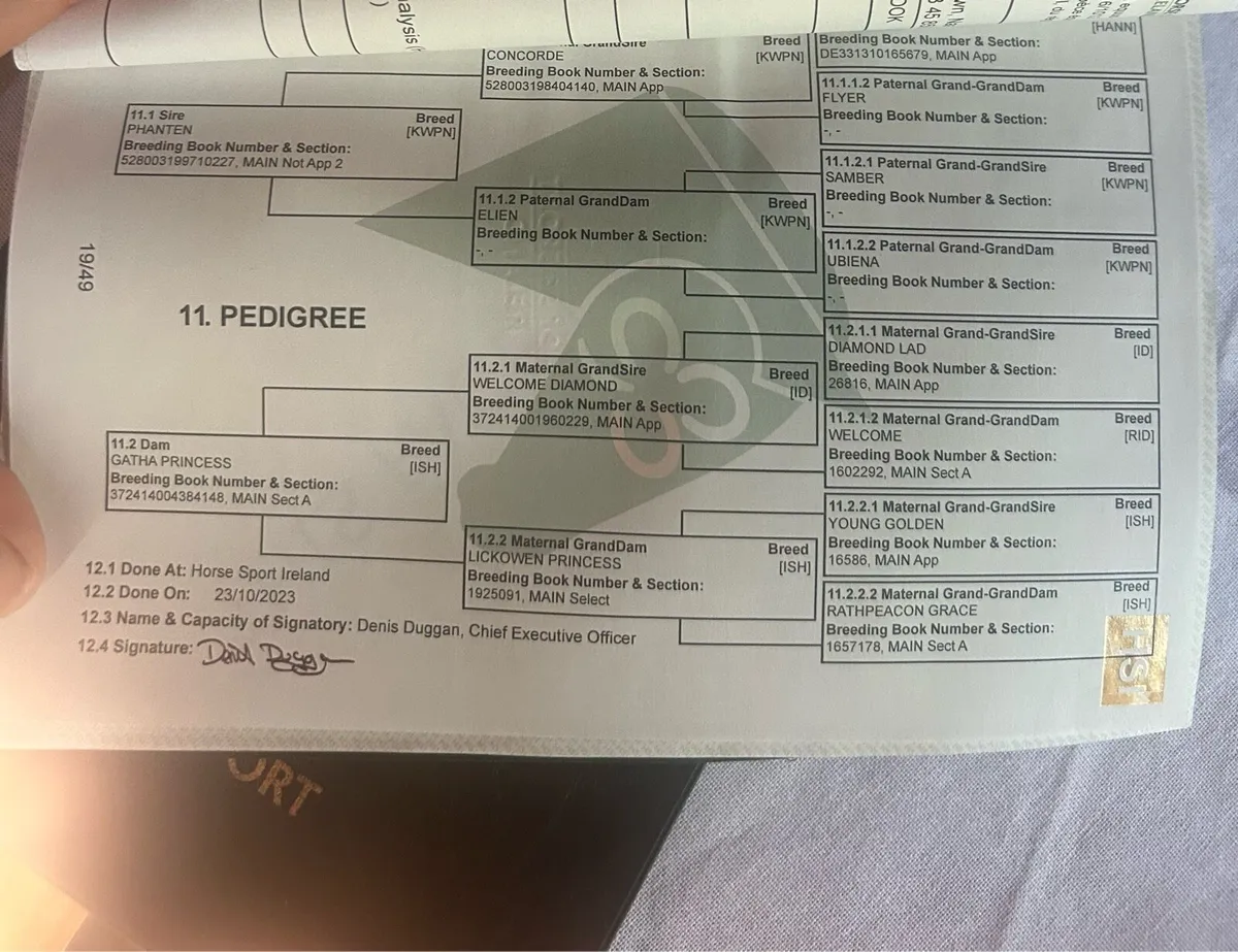 16hh filly full breeding recorded - Image 4