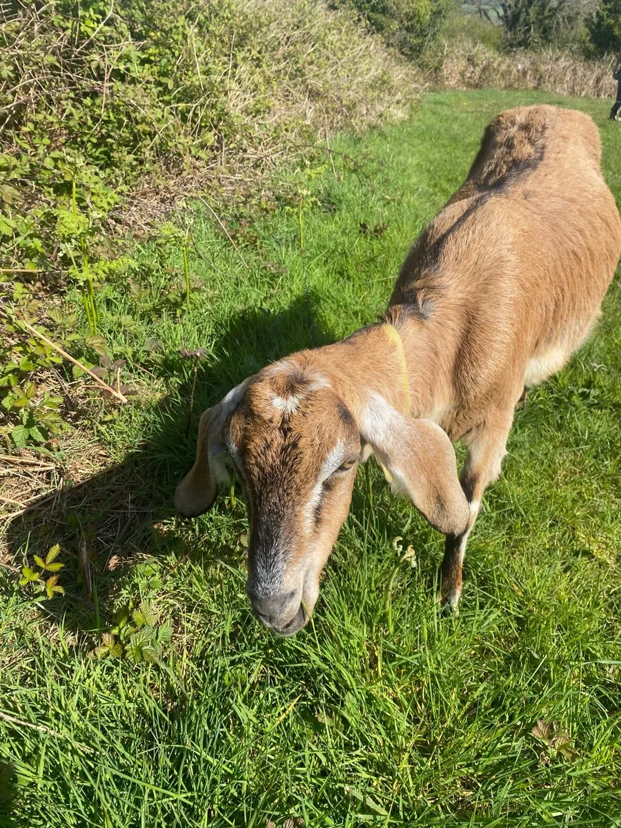 Nubian Goats - Image 2