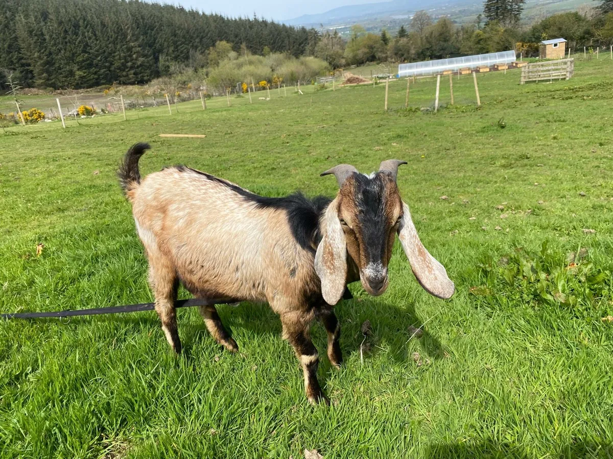 Nubian Goats - Image 3
