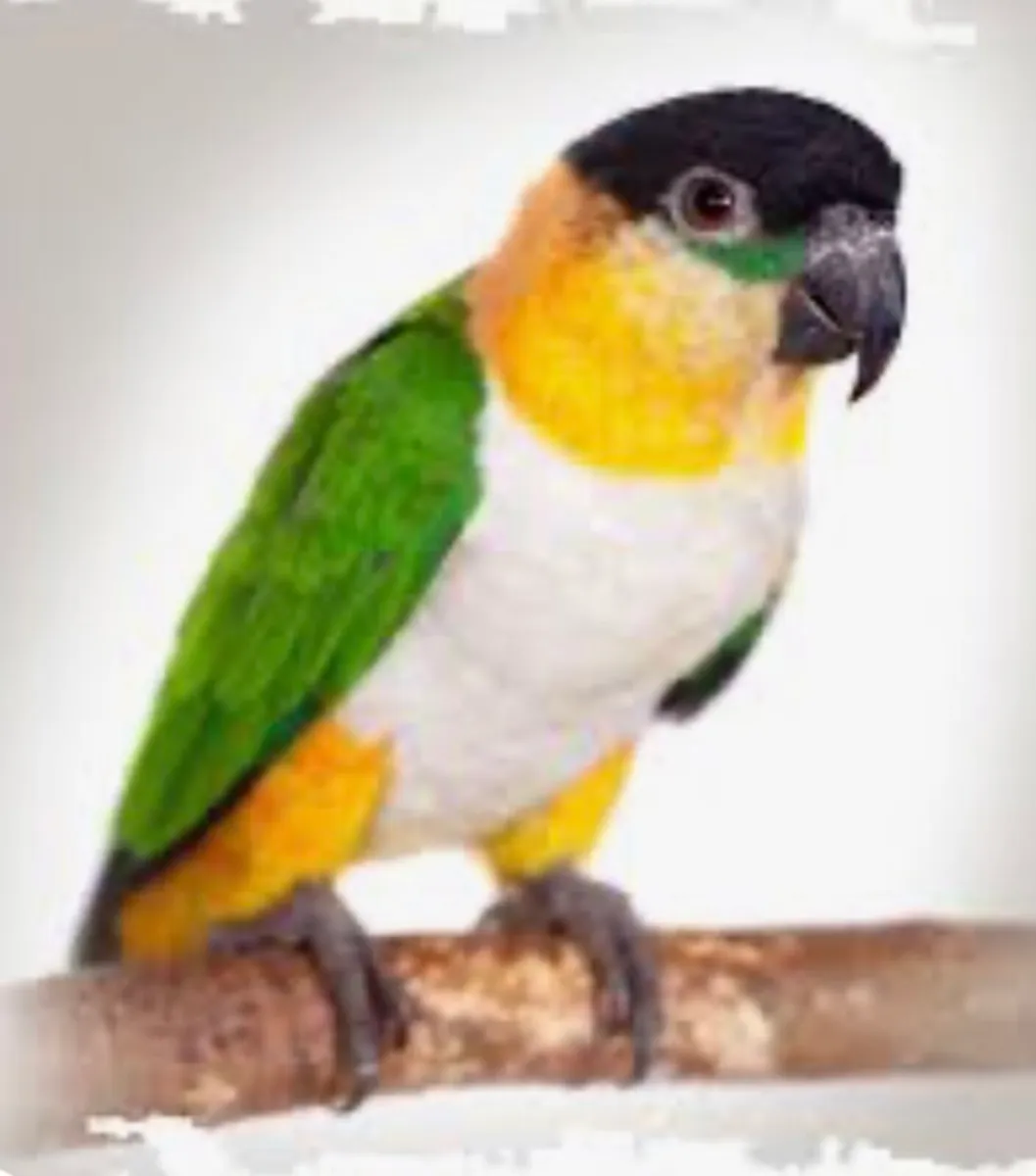 Black-Headed Caique WANTED