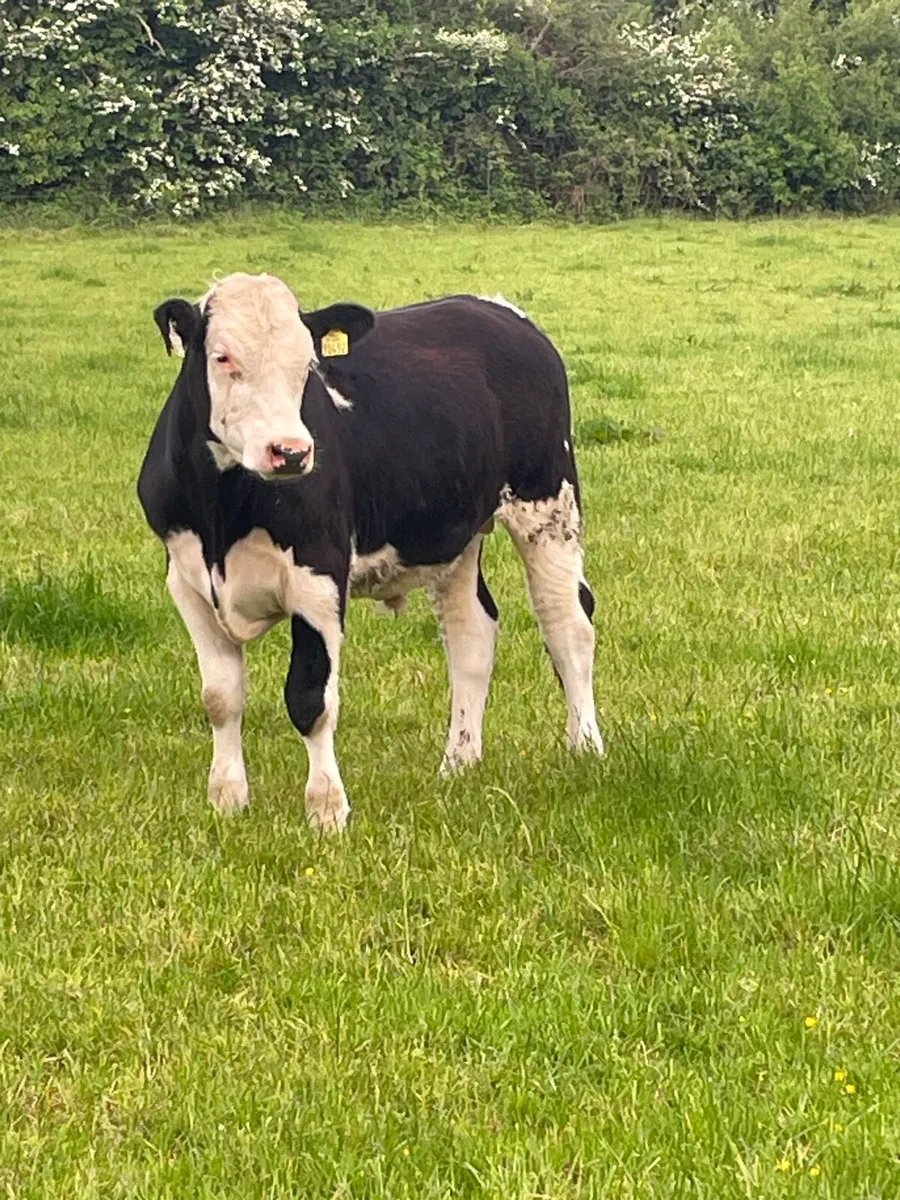Hereford and Angus - Image 1