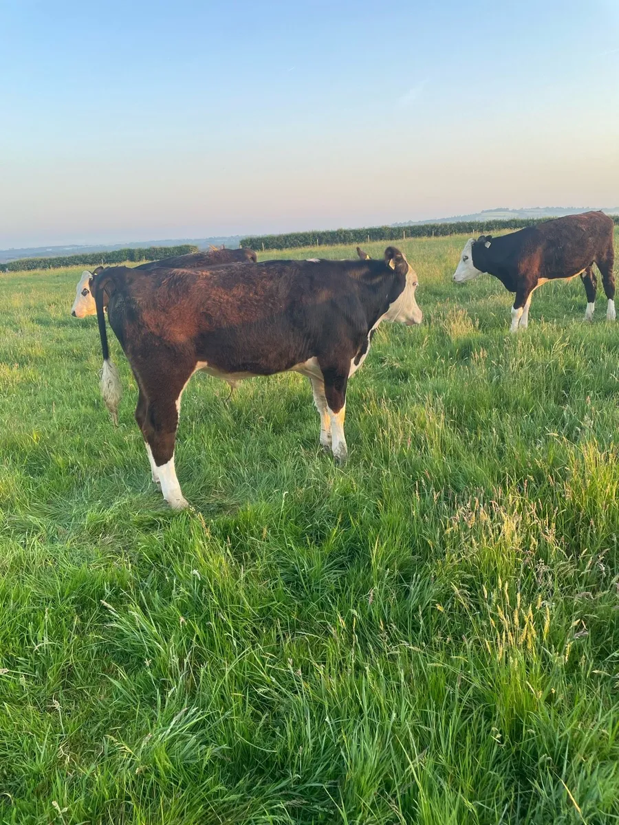 Hereford and Angus - Image 2