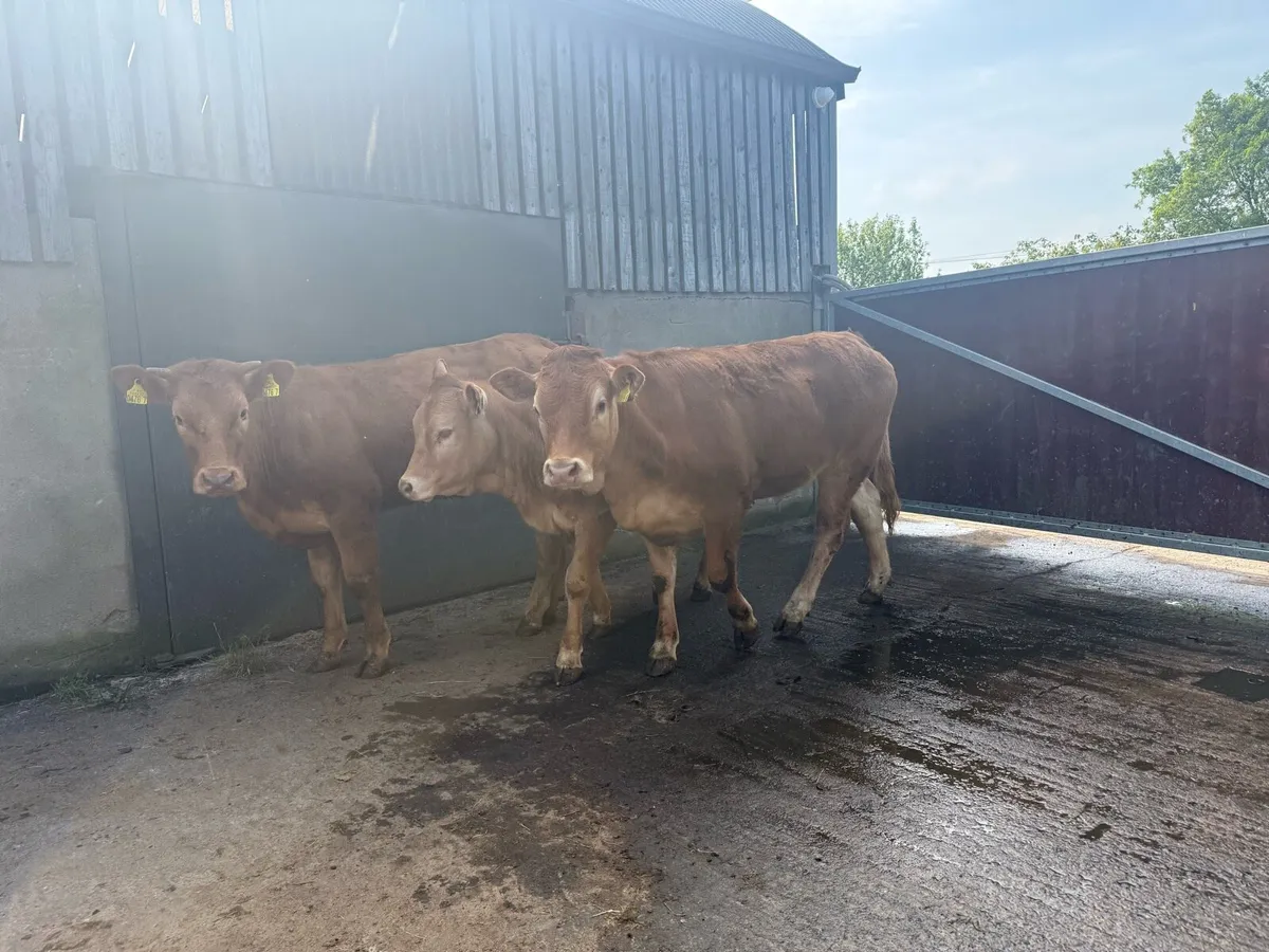 Selection of bulling and beef heifers - Image 1
