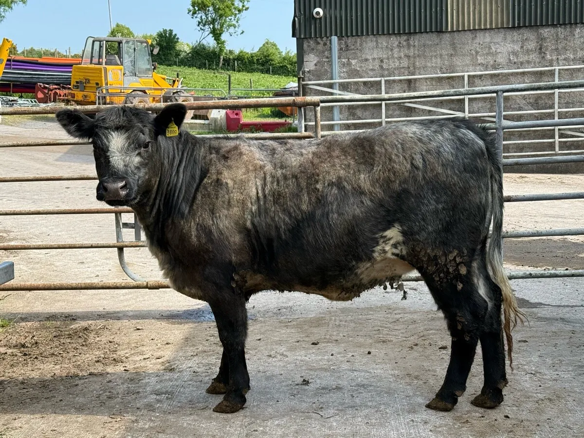 Selection of bulling and beef heifers - Image 2
