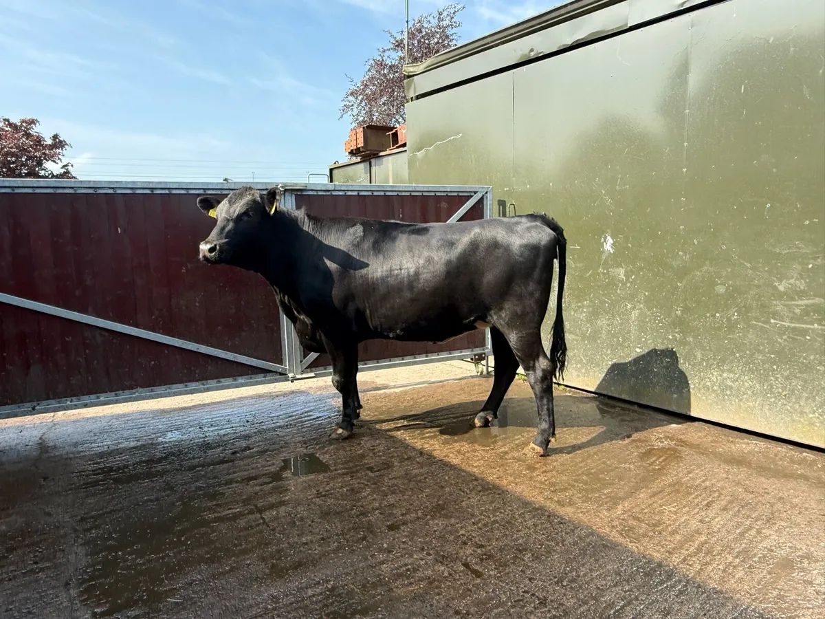 Selection of bulling and beef heifers - Image 3