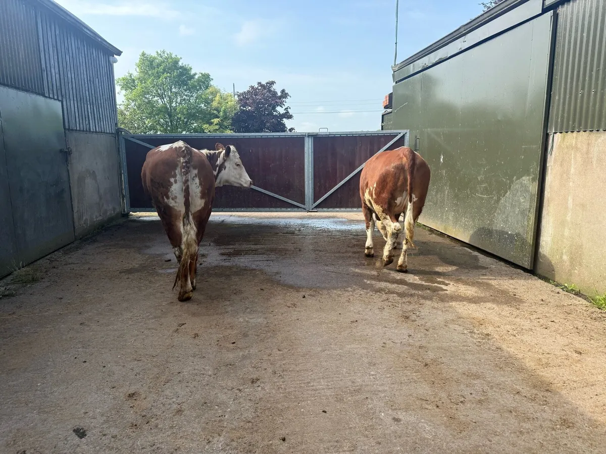 Selection of bulling and beef heifers - Image 4