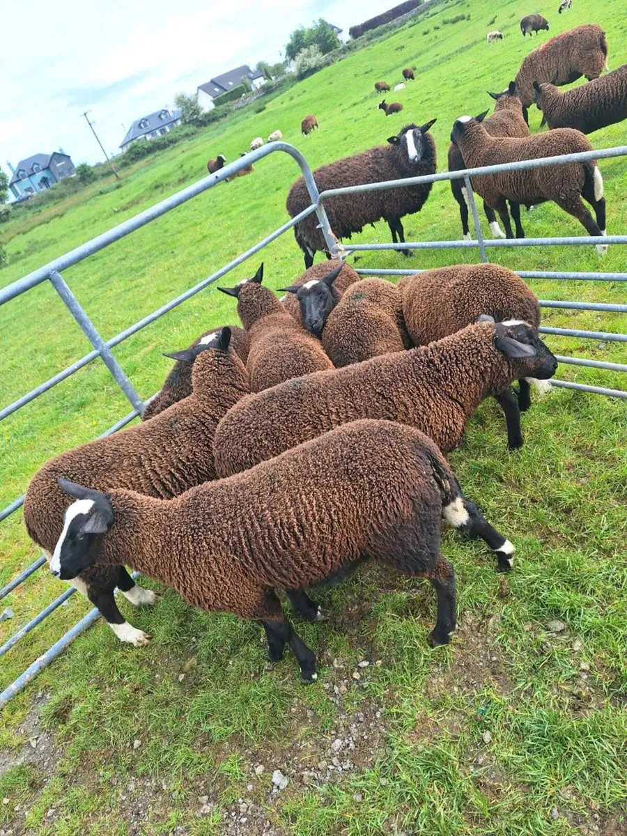 Ewe lambs - Image 1