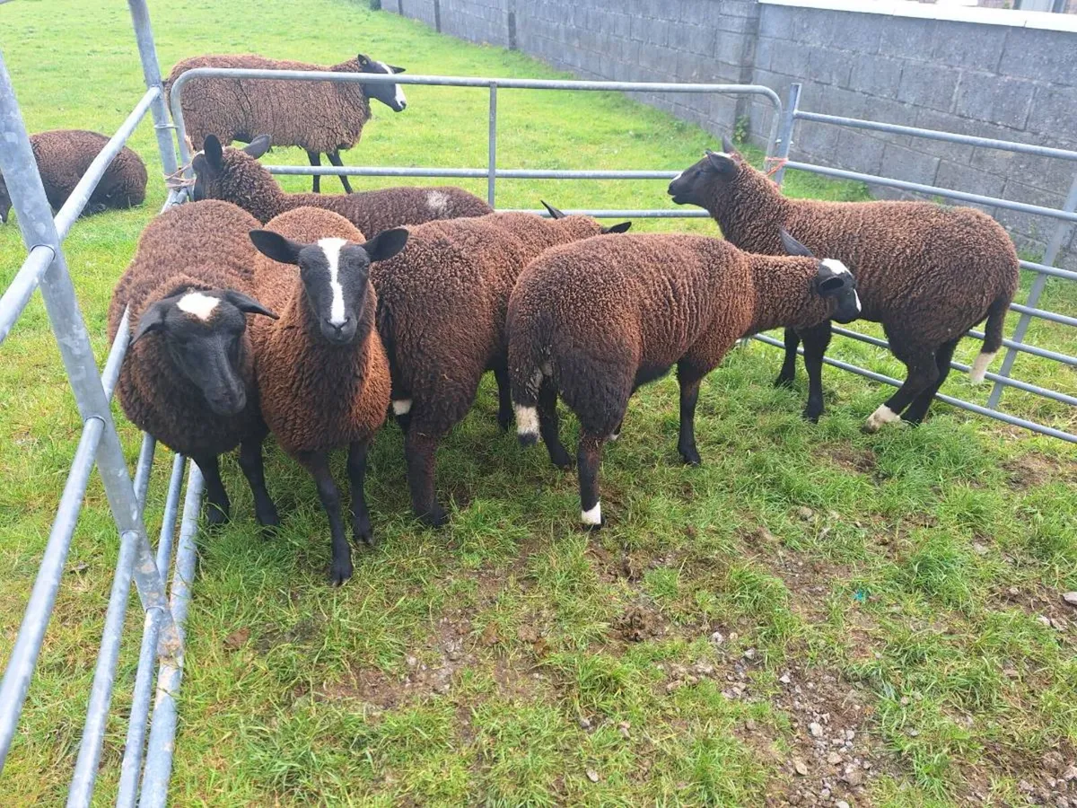Ewe lambs - Image 2