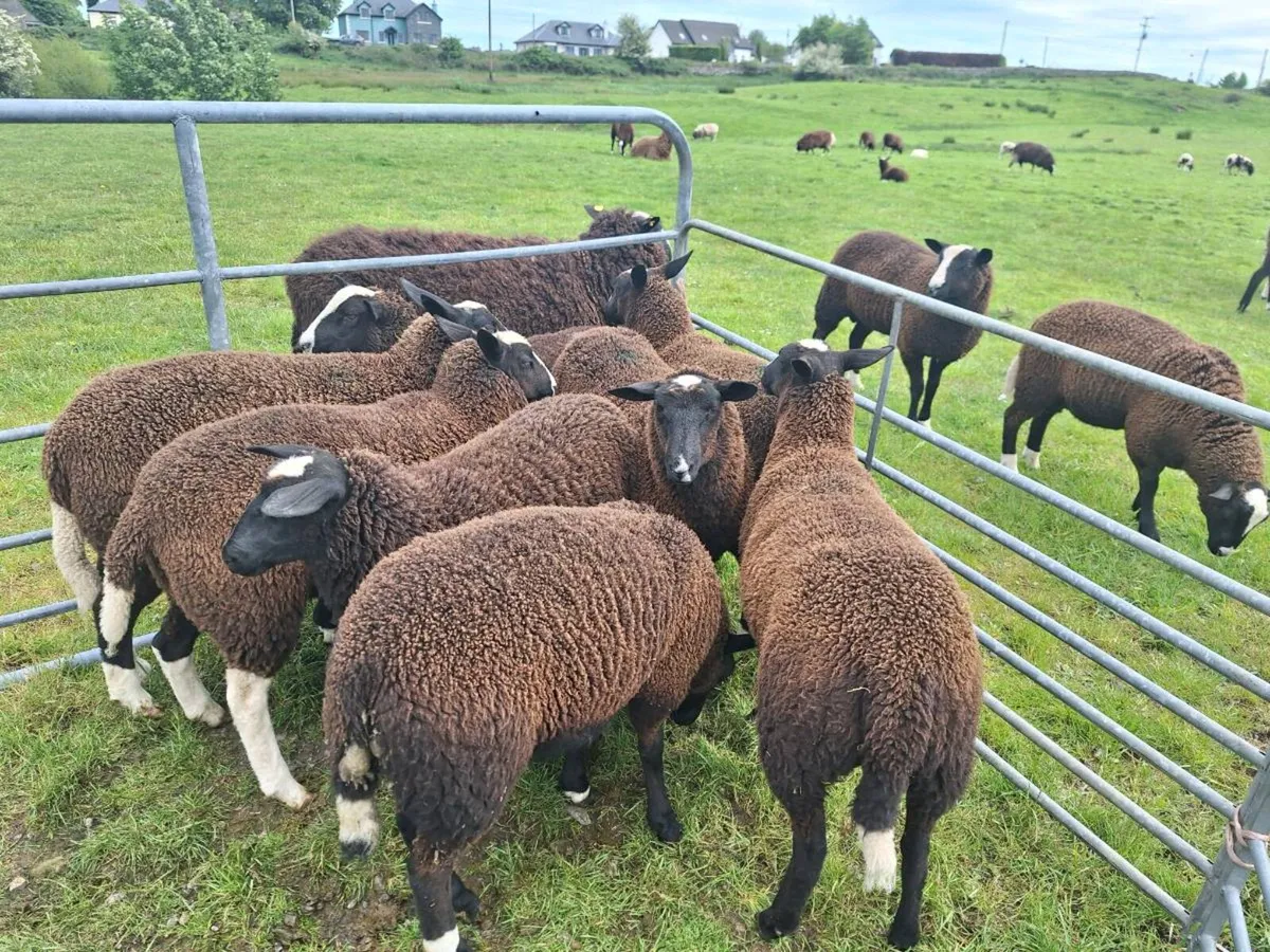 Ewe lambs - Image 3